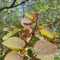 Cercidiphyllum japonicum jeune feuille P2A